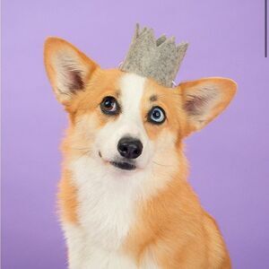 NIB MODERNBEAST Party Beast Crown for Pets Grey